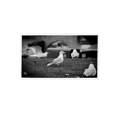 Bon prix 1200*1920 QV080WUM-N40 Affichage LCD de 8,0 pouces en ligne