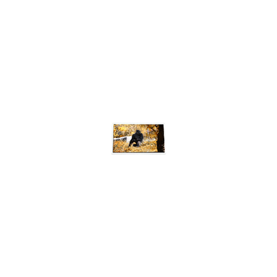 Bon prix 5.0 pouces P50AN3AP02 600*234 240 cd/m2 écran LCD en ligne