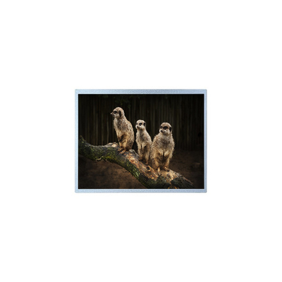 Bon prix PD121XL2 1024*768 Écran LCD 12,1 pouces pour l'extérieur haute luminosité en ligne
