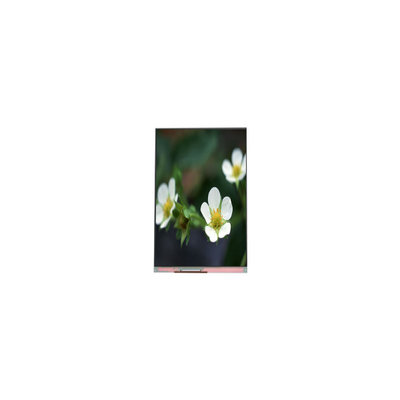 Bon prix PP055IA-09B 1440*2560 5,5 pouces 16,7M Affichage LCD en ligne