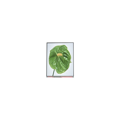 Bon prix C050SWYM-0 5,0 pouces 480 * 960 écran LCD en ligne